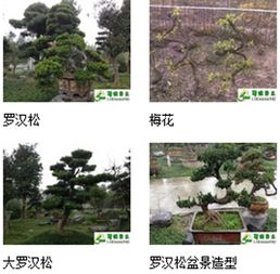 九宮格專注中小企業網絡營銷，助力溫江蜀綠苗木園藝場互聯網轉型