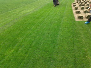 遼陽綠化新篇章 草坪種植、苗木基地與樹木種植經營全解析