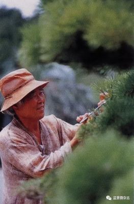 從接待過領導人的盆景園，看一個農夫的產業生命旅程