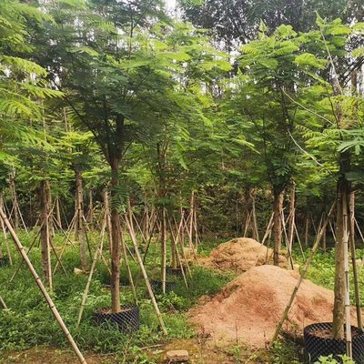 紅花映日，綠意成蔭 鳳凰木容器苗與綠化工程全案解析